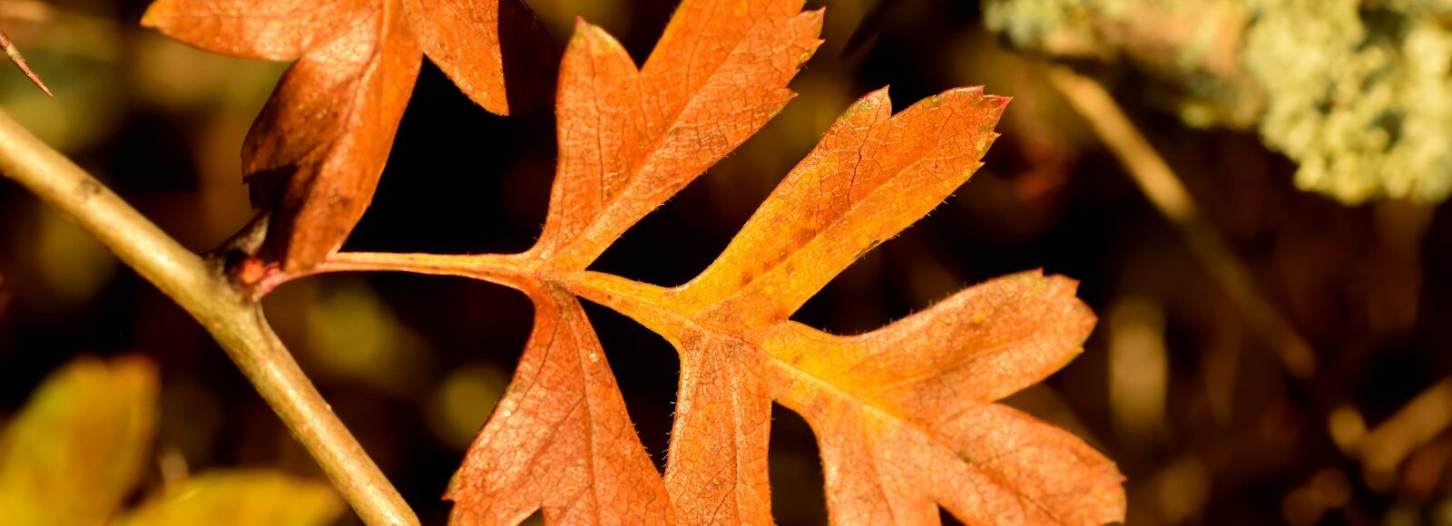 brown leaf in tilt shift lens